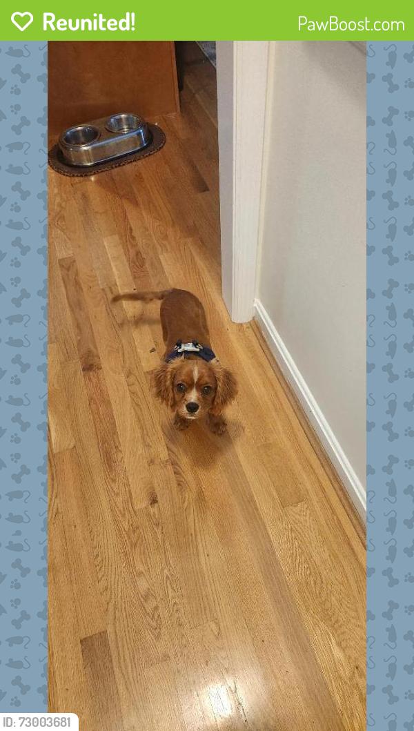 Reunited Male Dog last seen Mt Holly, Amelia, OH 45102