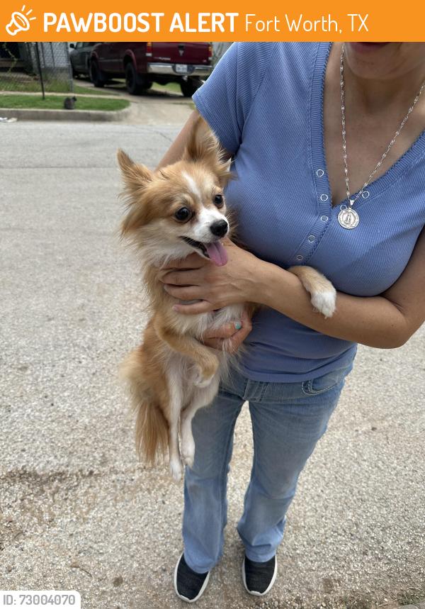 Found/Stray Female Dog last seen mitc blvd by tx whiskey distillery , Fort Worth, TX 76105