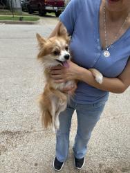 Found/Stray Female Dog last seen mitc blvd by tx whiskey distillery , Fort Worth, TX 76105