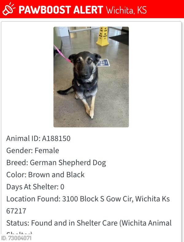 Lost Female Dog last seen West & 31st, Wichita, KS 67217