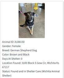 Lost Female Dog last seen West & 31st, Wichita, KS 67217