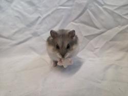 Shelter Stray Female Other last seen , 1850 W 60th St, Los Angeles, CA 90047, USA