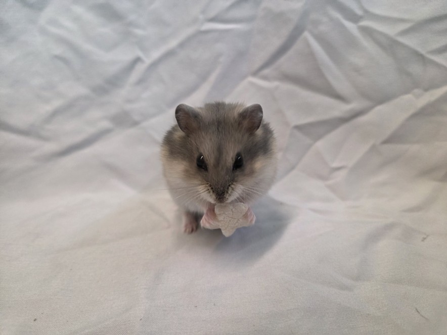 Shelter Stray Female Other last seen , 1850 W 60th St, Los Angeles, CA 90047, USA