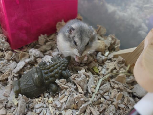 Shelter Stray Female Other last seen , 1850 W 60th St, Los Angeles, CA 90047, USA
