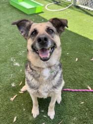 Shelter Stray Female Dog last seen , 1850 W 60th St, Los Angeles, CA 90047, USA