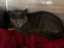 Shelter Stray Female Cat last seen , 1850 W 60th St, Los Angeles, CA 90047, USA