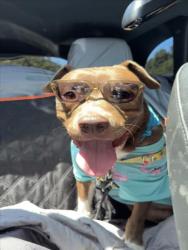 Shelter Stray Male Dog last seen , 1850 W 60th St, Los Angeles, CA 90047, USA