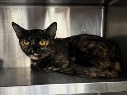 Shelter Stray Female Cat last seen , 1850 W 60th St, Los Angeles, CA 90047, USA