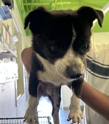 Shelter Stray Male Dog last seen , 1850 W 60th St, Los Angeles, CA 90047, USA