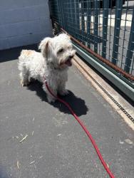 Shelter Stray Male Dog last seen , 11361 W Pico Blvd, Los Angeles, CA 90064, USA