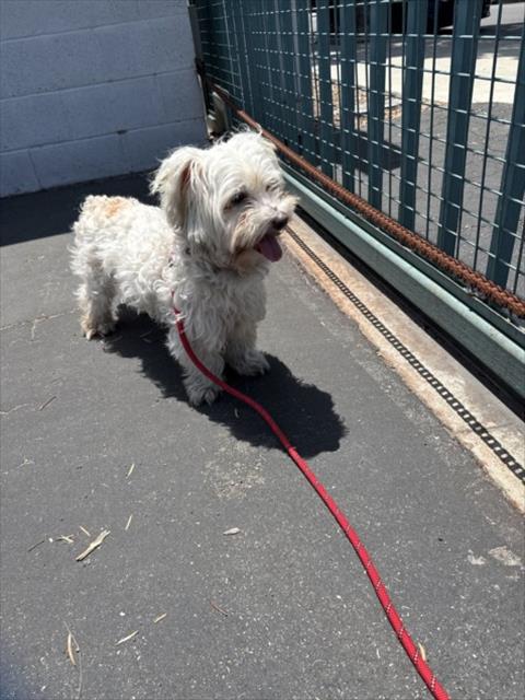 Shelter Stray Male Dog last seen , 11361 W Pico Blvd, Los Angeles, CA 90064, USA