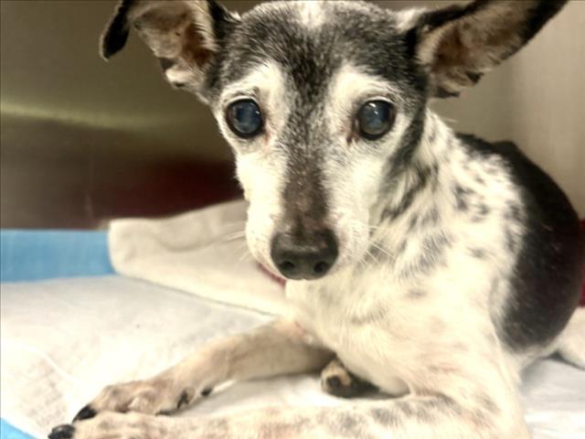 Shelter Stray Male Dog last seen , 11361 W Pico Blvd, Los Angeles, CA 90064, USA
