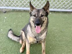 Shelter Stray Female Dog last seen , 11361 W Pico Blvd, Los Angeles, CA 90064, USA