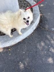 Shelter Stray Male Dog last seen , 11361 W Pico Blvd, Los Angeles, CA 90064, USA