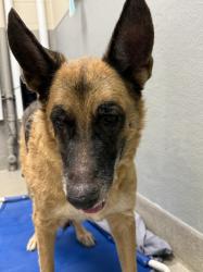 Shelter Stray Male Dog last seen Near BLOCK JINGLE CT, LAS VEGAS NV 89156, 655 N Mojave Rd, Las Vegas, NV 89101, USA