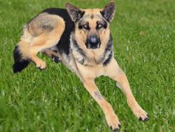 Shelter Stray Female Dog last seen , 14409 Vanowen St, Van Nuys, CA 91405, USA