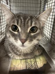 Shelter Stray Female Cat last seen , 14409 Vanowen St, Van Nuys, CA 91405, USA