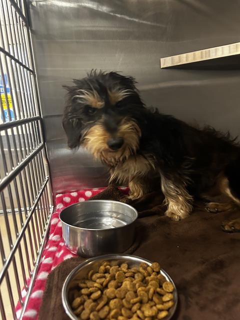 Shelter Stray Male Dog last seen ORANGE & 4TH, 130 Beyer Way, Chula Vista, CA 91911, USA