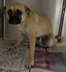 Shelter Stray Male Dog last seen , 14409 Vanowen St, Van Nuys, CA 91405, USA