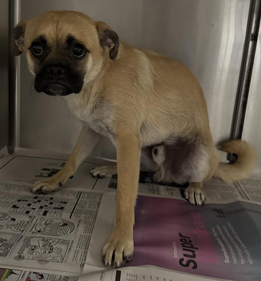 Shelter Stray Male Dog last seen , 14409 Vanowen St, Van Nuys, CA 91405, USA