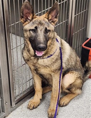 Shelter Stray Male Dog last seen SHELDON RD / EXCELSIOR RD, 9150 Union Park Way, Elk Grove, CA 95624, USA