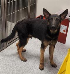 Shelter Stray Male Dog last seen SHELDON RD / EXCELSIOR RD, 9150 Union Park Way, Elk Grove, CA 95624, USA