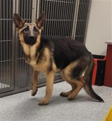 Shelter Stray Female Dog last seen SHELDON RD / EXCELSIOR RD, 9150 Union Park Way, Elk Grove, CA 95624, USA