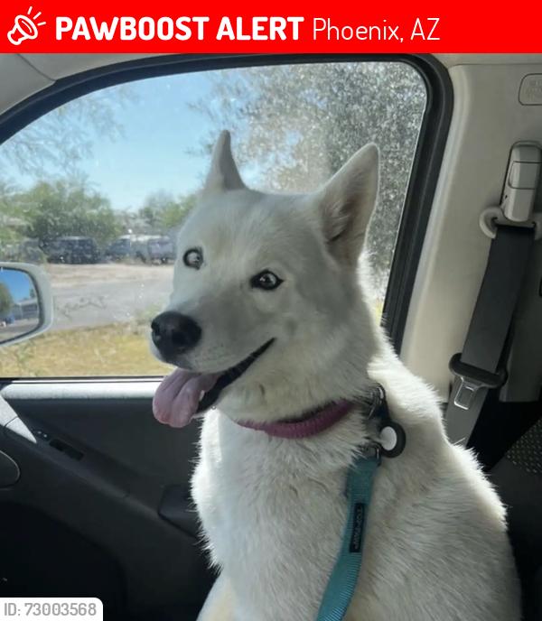 Lost Female Dog last seen 26th st and Beardsley Rd, Phoenix, AZ 85050