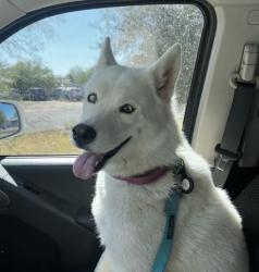Lost Female Dog last seen 26th st and Beardsley Rd, Phoenix, AZ 85050
