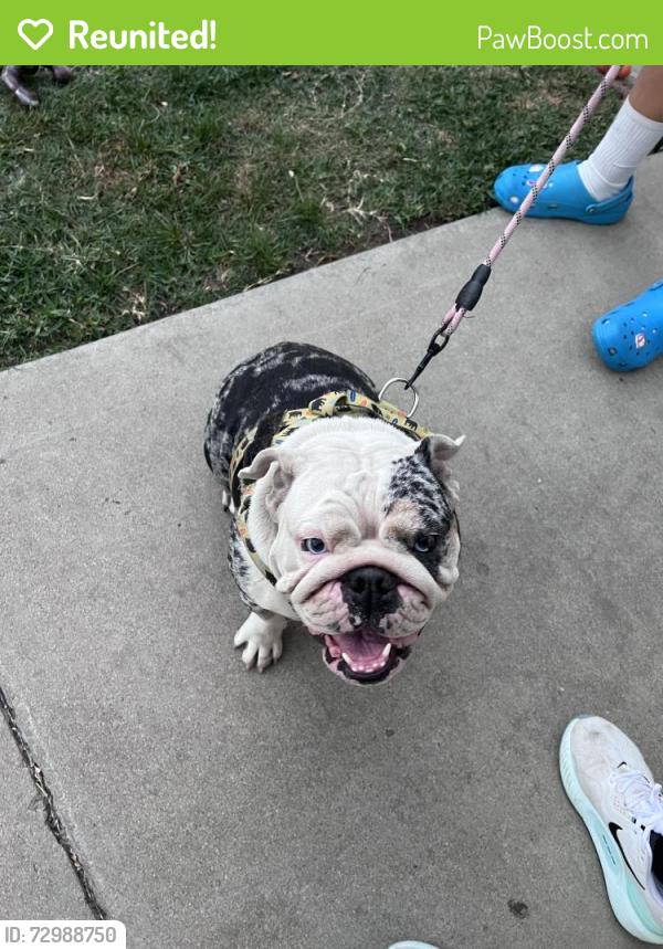 Reunited Female Dog last seen Locust, Fontana, CA 92336