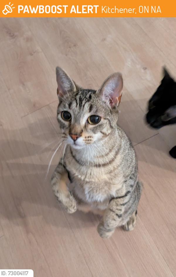 Found/Stray Female Cat last seen Glenwood Dr, Kitchener, ON N2A