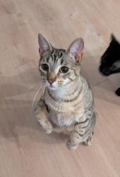 Found/Stray Female Cat last seen Glenwood Dr, Kitchener, ON N2A