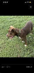 Found/Stray Male Dog last seen Near & Marbach Rd, San Antonio, TX 78245