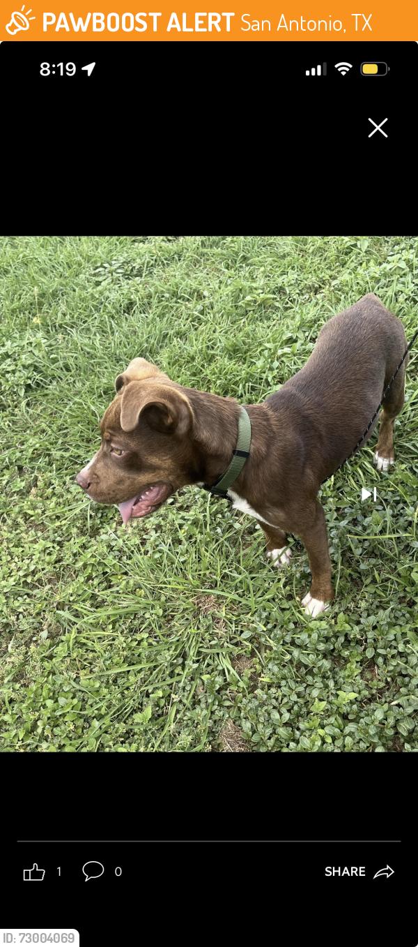 Found/Stray Male Dog last seen Near & Marbach Rd, San Antonio, TX 78245