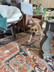 Found/Stray Female Dog last seen Spring Green, Fort Bend County, TX 77494