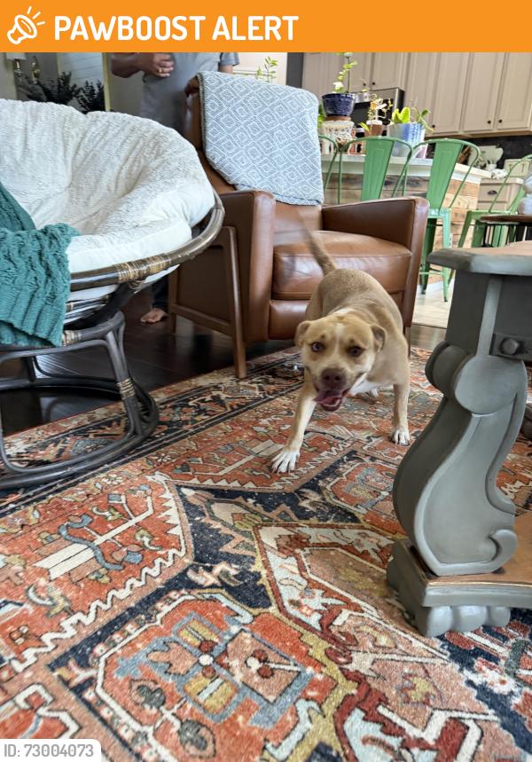 Found/Stray Female Dog last seen Spring Green, Fort Bend County, TX 77494