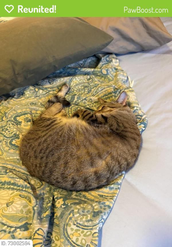 Reunited Female Cat last seen Willow Point s, Denver, CO 80247