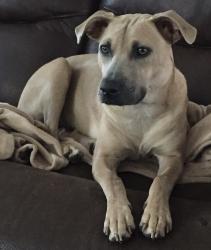 Reunited Female Dog last seen Spruce Hill Dr, Laurel MD, Laurel, MD 20707