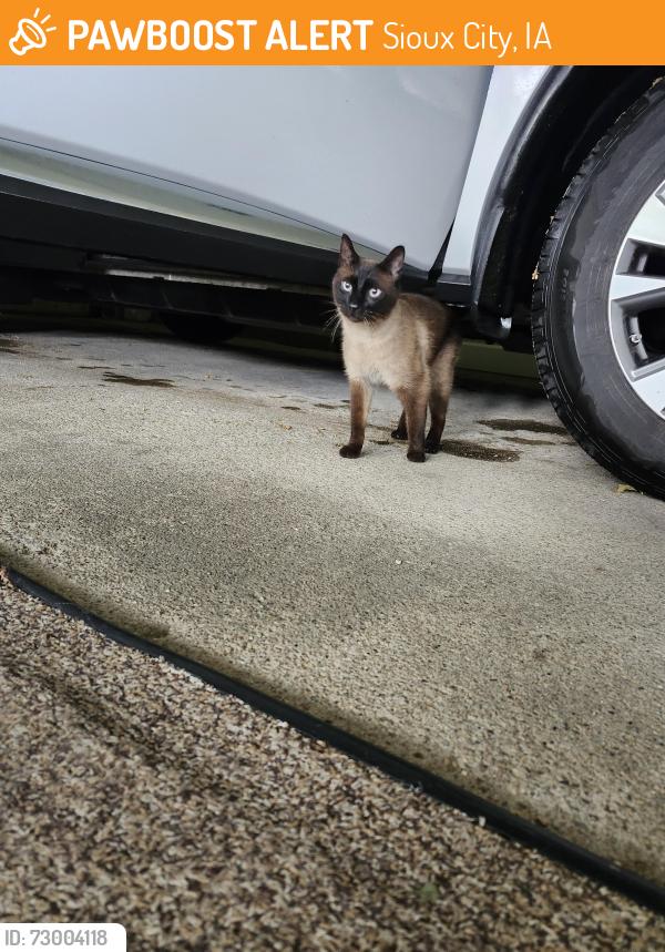 Found/Stray Female Cat last seen Walmart parking lot, Sioux City, IA 51106