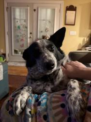 Lost Female Dog last seen Springhill Road, Staunton, VA 24401