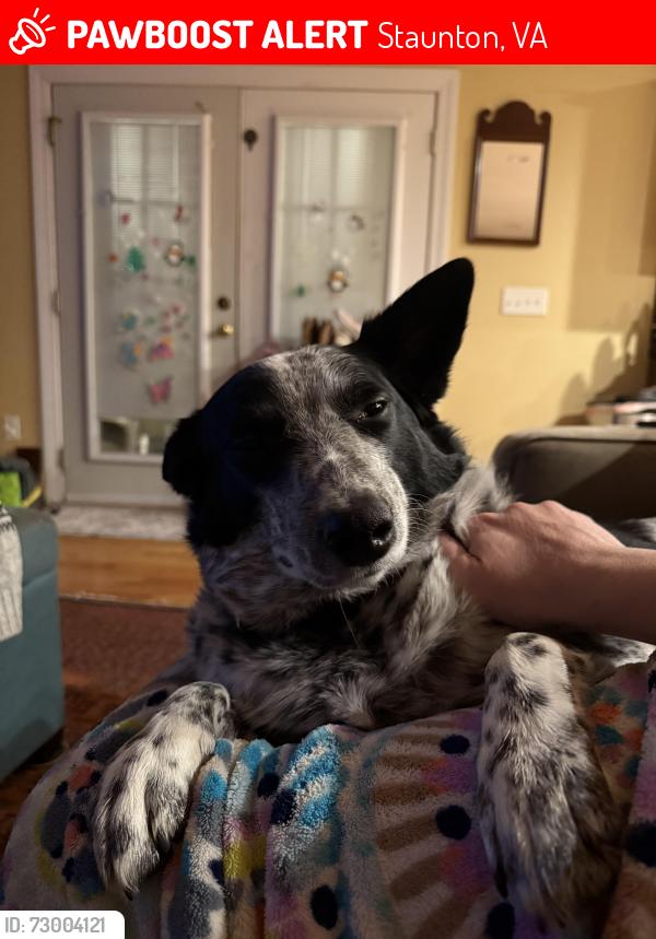 Lost Female Dog last seen Springhill Road, Staunton, VA 24401