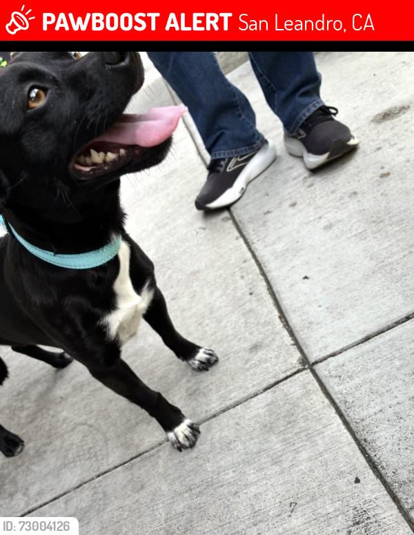 Lost Female Dog last seen Fairway Drive, san leandro ca, San Leandro, CA 94577