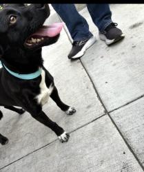 Lost Female Dog last seen Fairway Drive, san leandro ca, San Leandro, CA 94577