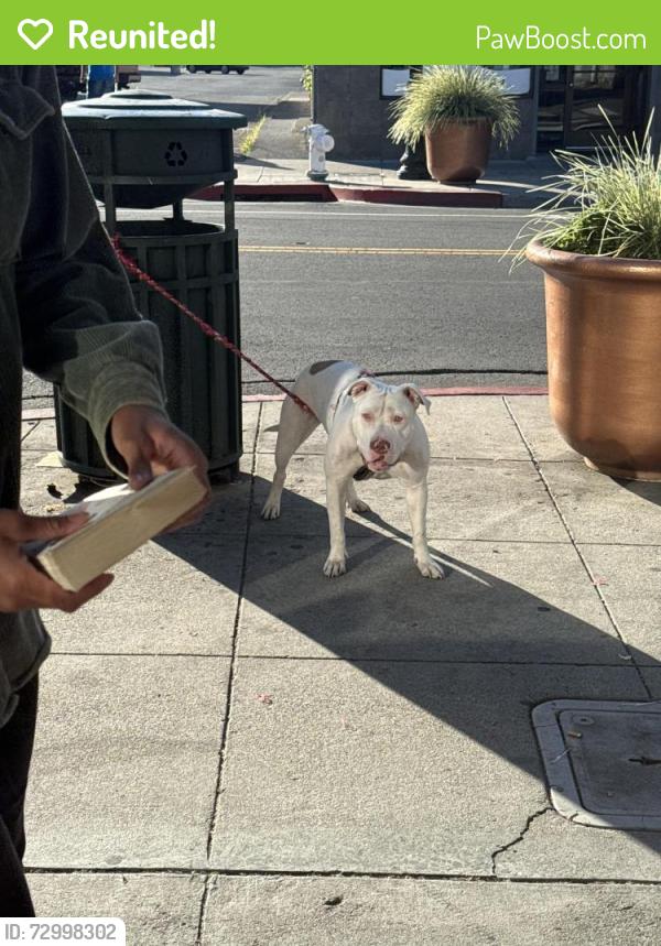 Reunited Female Dog last seen Fruitvale Ave , Oakland, CA 94601