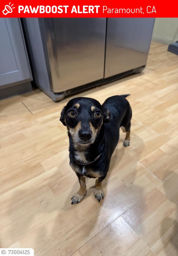 Lost Female Dog last seen jefferson st & vermont ave , Paramount, CA 90723