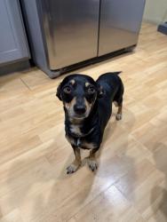 Lost Female Dog last seen jefferson st & vermont ave , Paramount, CA 90723