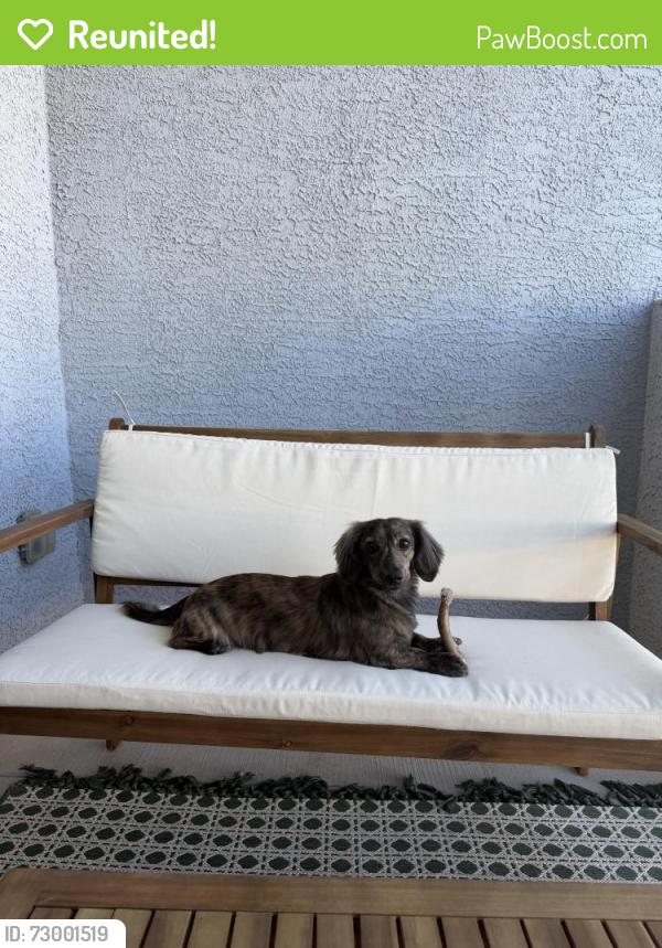 Reunited Male Dog last seen Society Inspirada , Henderson, NV 89044
