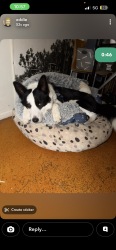 Lost Male Dog last seen Elizabeth St, Toowong , Toowong, QLD 4066