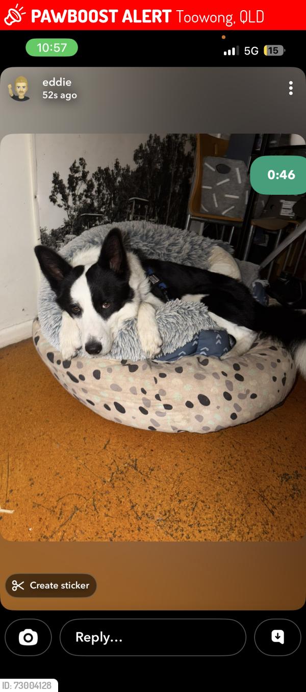 Lost Male Dog last seen Elizabeth St, Toowong , Toowong, QLD 4066