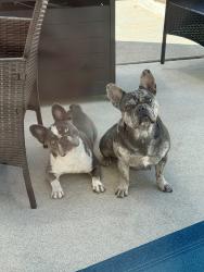 Reunited Female Dog last seen Sunbow Park, E Naple St and Medical Center Drive, Chula Vista, CA 91911